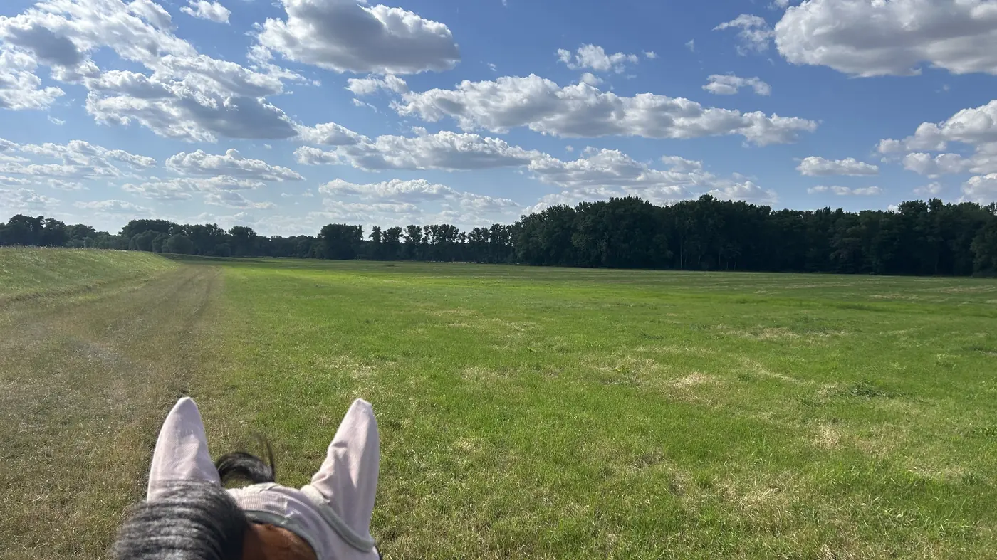 Ausritt über die Wiesen am Leipziger Auwald